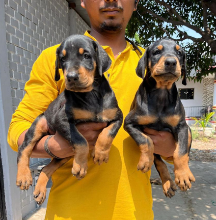 Purchase Friendly Doberman Puppy from Bangalore